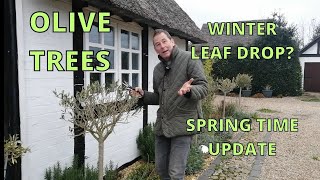 Olive Tree Care | Winter Leaf Drop, Spring Time Update and Care Tips.