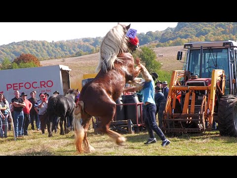 Parada cailor Târgu Lăpuș - Maramureș 14 Octombrie 2023
