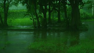 Download the video "Continuous Rain on Leaves – Natural Rain Ambience for Sleep & Relaxation | Pure Nature Sound"