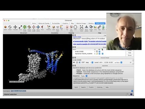 Using AlphaFold protein structures in ChimeraX for cryoEM modeling