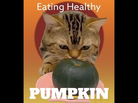 Pumpkin is very healthy for cats