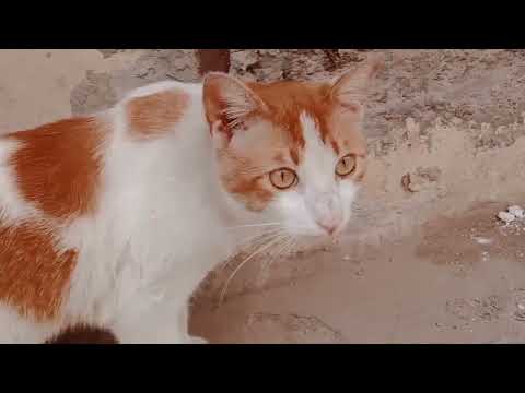 The rescue road cats and so happy for mood and  eat to chicken