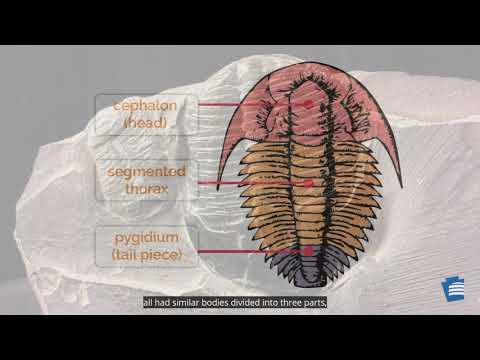 Explore! State Fossil: Trilobite