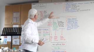 Vahyin Çeşitleri ve insan Dimağı - YOZGATNUR