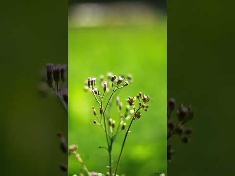 Beautiful Flowers । Satisfying Video । Bristi Das
