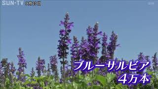 兵庫県立あわじ花さじき