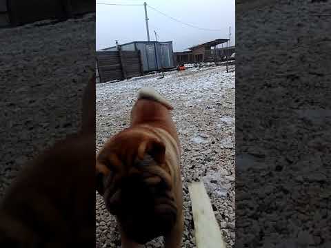 Порода Шарпей умный собак