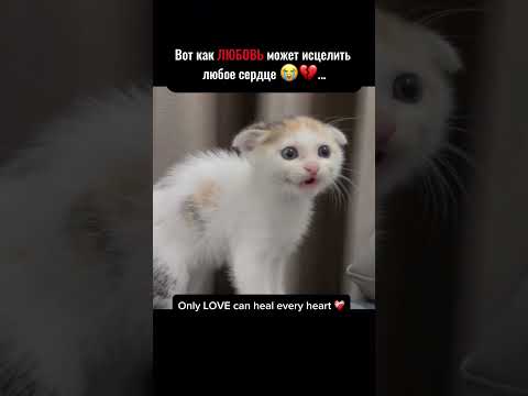 Только любовь может исцелить любое сердце 🥹❤️‍🔥 #любовь #отношения