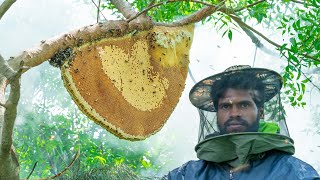 The Biggest Honeycomb Harvesting | destruction of honey in traditional way