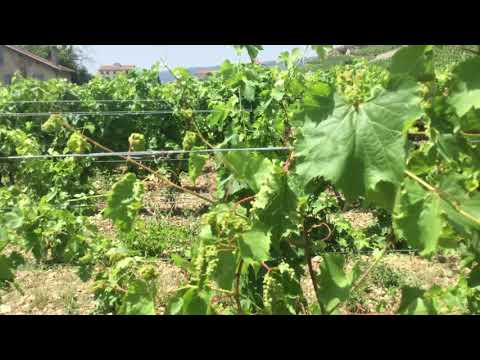 RHONE GIRL - DISCOVERS PHYLLOXERA ON THE VINEYARD  🐜🍷🌱