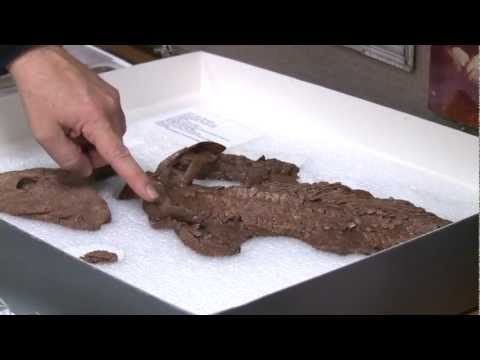 Gephyromantis rivicolaについて詳しく解説