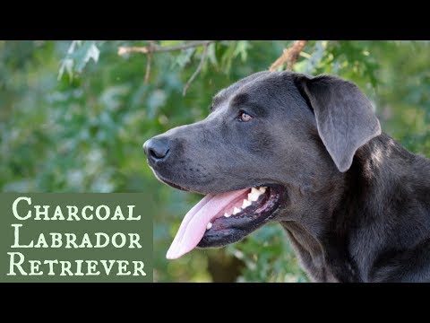image-Is there such a thing as a charcoal Labrador?