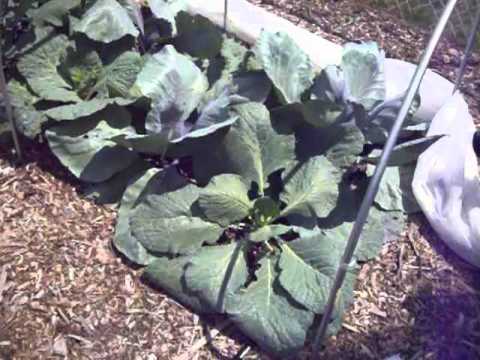 , title : 'Organic Cabbage Worm Control - Broccoli, Cabbage, Sprouts'