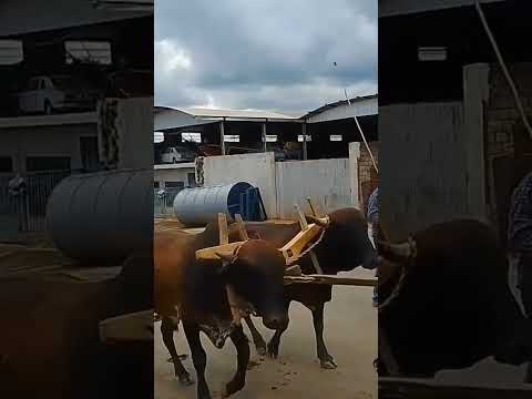 86 carro de boi. desfile de Nova Resende.18/02/2024