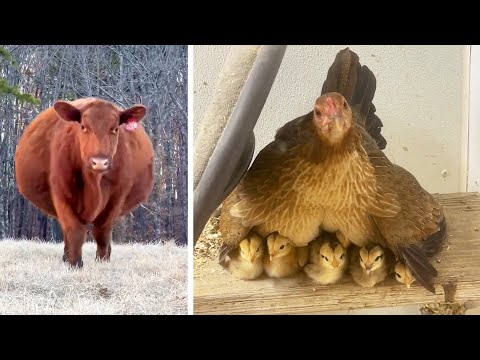 #53 Die besten Videos 2025 || ✪ Stern DuTube