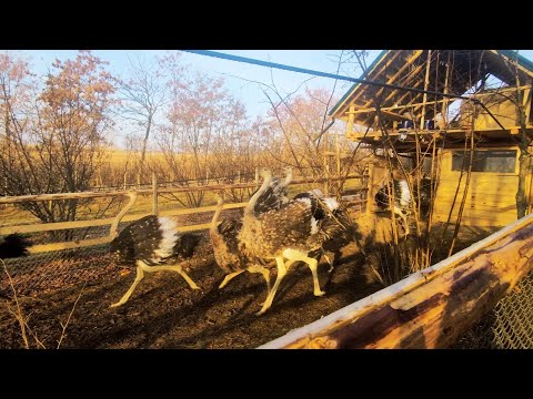 A NEW DAY OF WORK AT THE OSTRICH ORCHARD