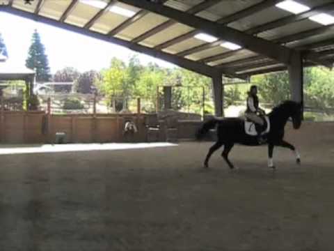 Leopardi- FEI Schoolmaster for Lease