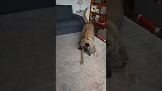 Video preview image #1 Mutt Puppy For Sale in Stevens Point, WI, USA