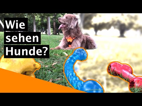 EXPERIMENT: Welche Farben sehen Hunde? Drei Spielzeuge zur Wahl!