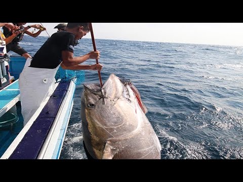 Amazing Gian Tuna Longline Fishing Skill - Marvelous Fisherman Fishing Big Bluefin Tuna At Sea
