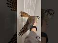 The female American Kestrel plumage is beautiful! Goosey looks to be in great feather condition!