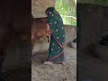 Cow Baffalo Animalfarming Animals Cattleworld Cattlefarming Farming Dairyherd