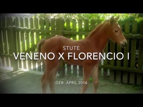 Stute von Veneno x Florencio I