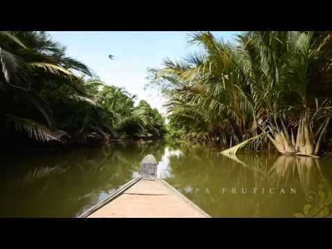 Nypa fruticans: attap, nira and leaf cigarettes