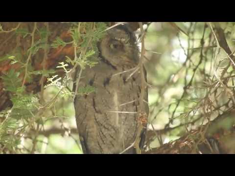 Otus pamelae Saudska Arabia