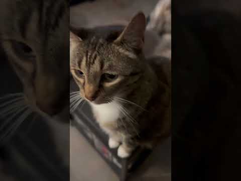 Zara models be like  #cats #gatos #fyp #parati #memes #funny #catshorts #catlovers #gatoschistosos