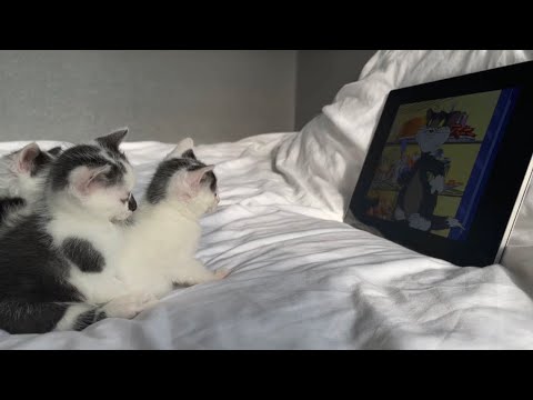 Kittens Watch Tom&Jerry + (Yaheetech 59 Inch Cat Tree Review)