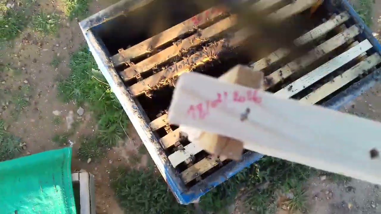 بداية تربية ذكور النحل طبيعيا مع بداية الموسم ولاية سطيف الجزائر 