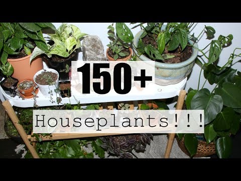 Houseplant Tour | Summer 2018 Houseplants