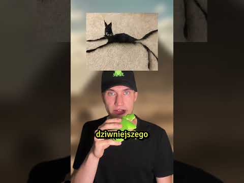 Dlaczego koty tak na to reagują?
