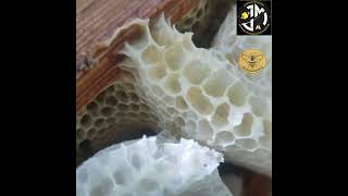 عسل الجت والبرسم اخر الاعسال لموسم 2026