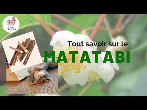 Matatabi pour chat (Danger - Utilisation - Origine) - L'herbe aux chats ultime - J'aime Trop Chat