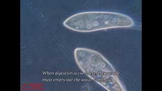 A Paramecium Takes a Poop