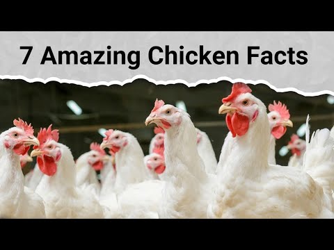 , title : '7 Amazing Chicken Facts | Warning: These Chicken Facts Will Leave You Stunned!'