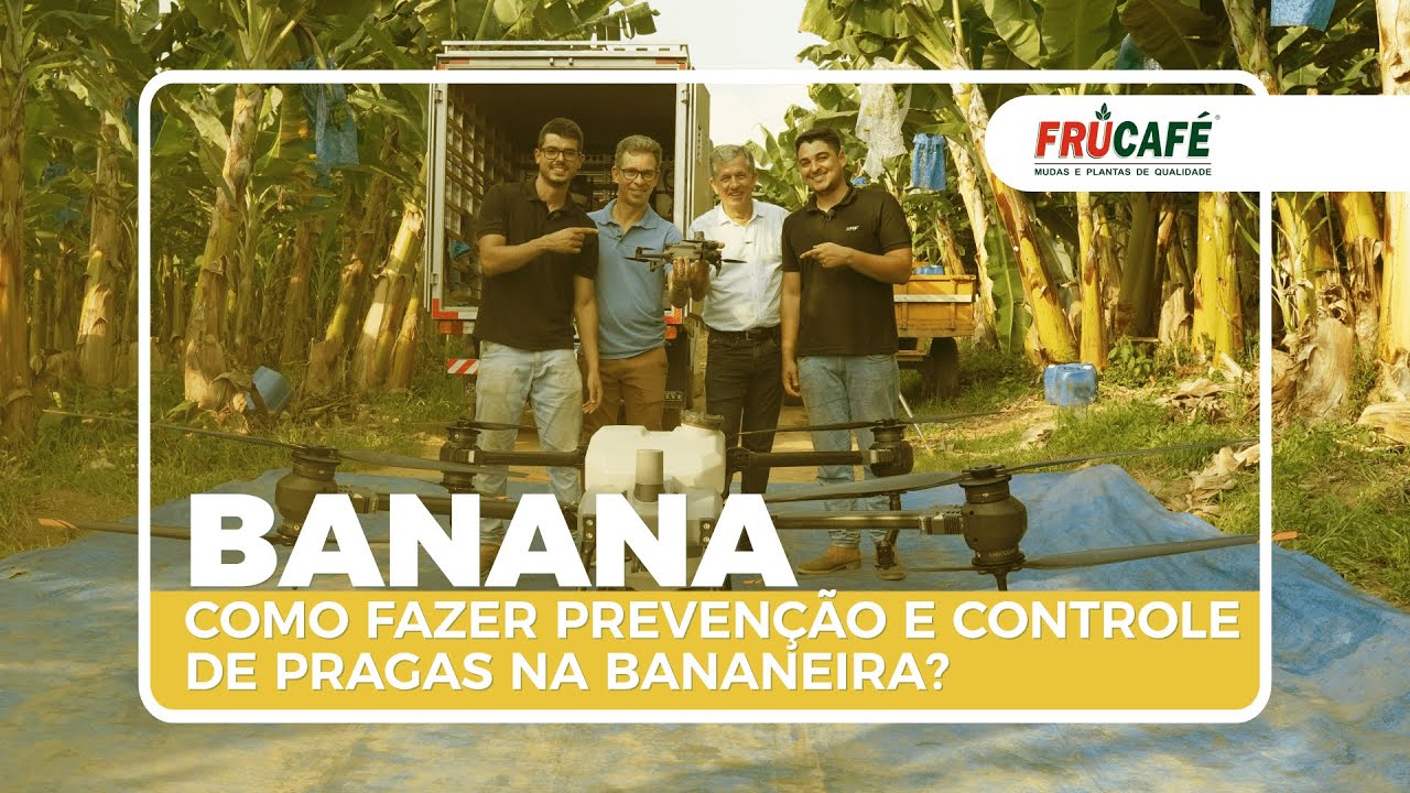 Como Fazer Prevenção e Controle de Pragas na Bananeira, com Luciano e Fabrício Carraretto Barreto.