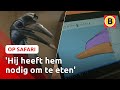 NIEUWE SNAVEL dankzij 3D-printer?! ? | Op Safari