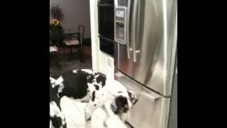 Dog Brody eating ice cubes from refrigerator