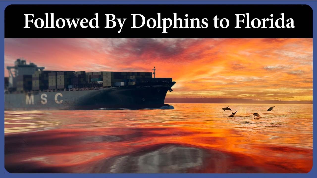 Followed by Dolphins On the Way To Florida - Ep. 333 - Acorn to Arabella: Journey of a Wooden Boat