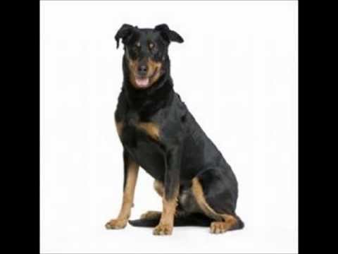 Beauceron