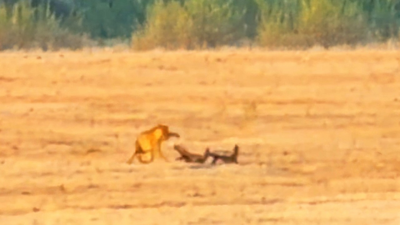 Leopard Humbled After Picking Fight With 2 Honey Badgers