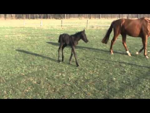 van Vivaldi x Wolkentanz I