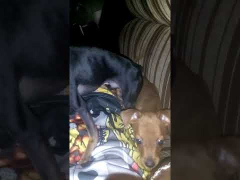 Rogoi amo essa raça pinscher