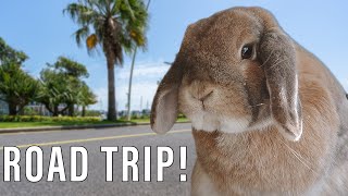Taking My Rabbit on Vacation