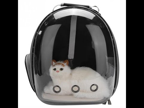Does My Kitty Need a Pet Carrier?