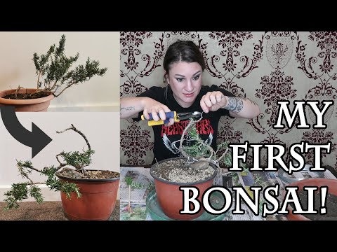 I tried making a bonsai out of a rosemary bush!