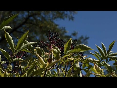 Podnoszenie naczynia potencja Niskie ciśnienie dla siły